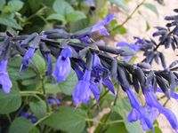 Salvia guaranitica